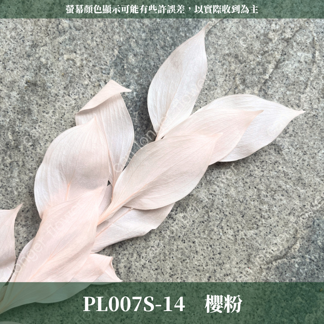 PL007S 小玉竹葉 玉竹葉 桔葉 永生 小份量