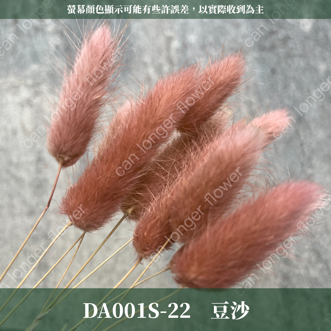 DA001S 兔尾草 10支 小份量 台灣現貨