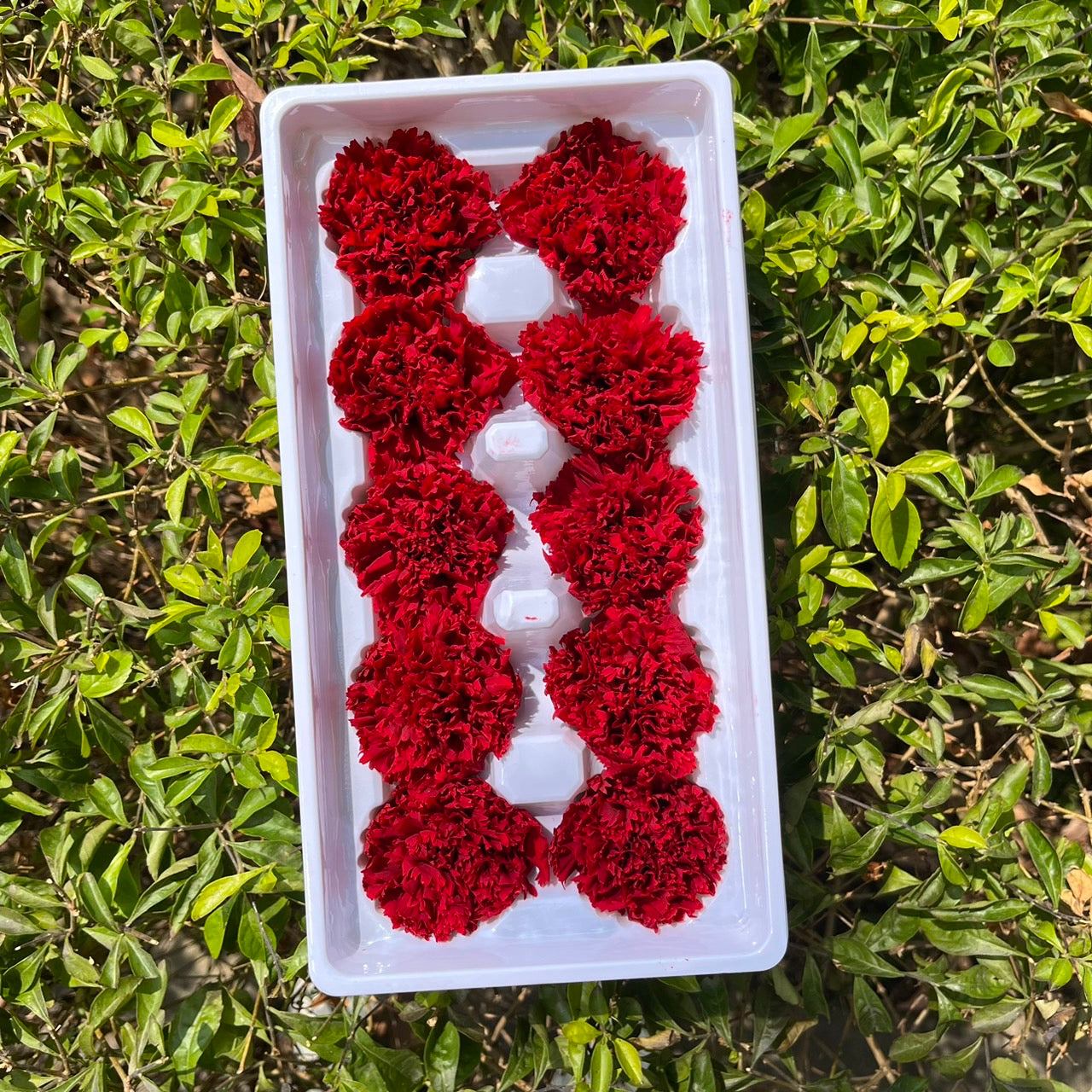 ✿ 台灣現貨 ✿ 花大伯 K10 永生康乃馨 3~4cm Ａ級  單朵裝