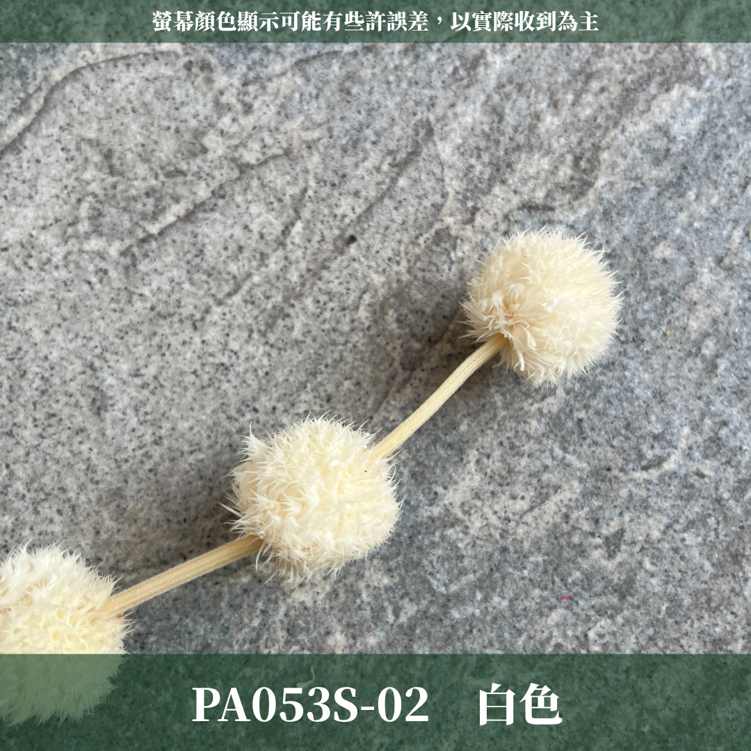 PA053S 棒棒糖 小份量（五頭）