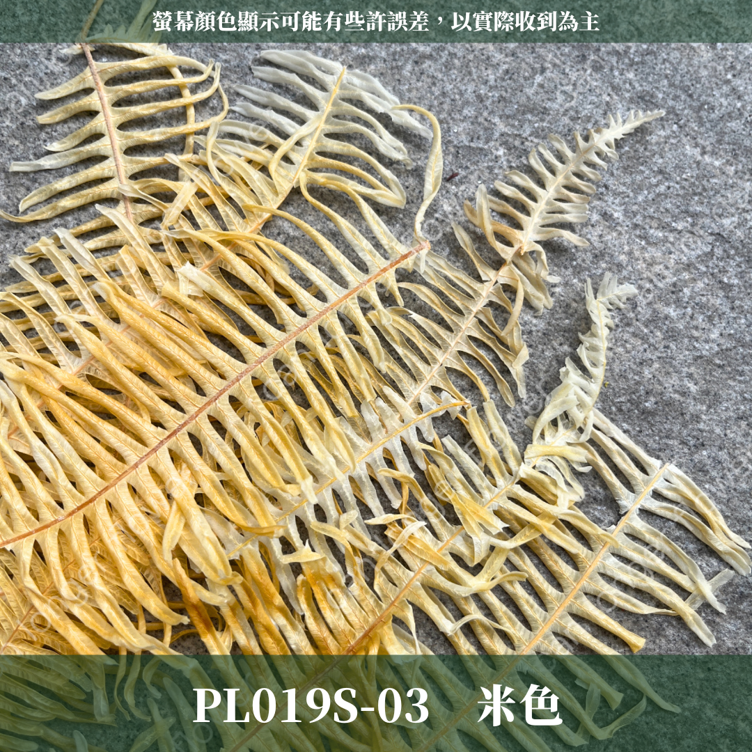 DL019s/PL019s 芒萁 小份量 蕨葉 姬蕨葉 碗蕨 高山羊齒  台灣現貨
