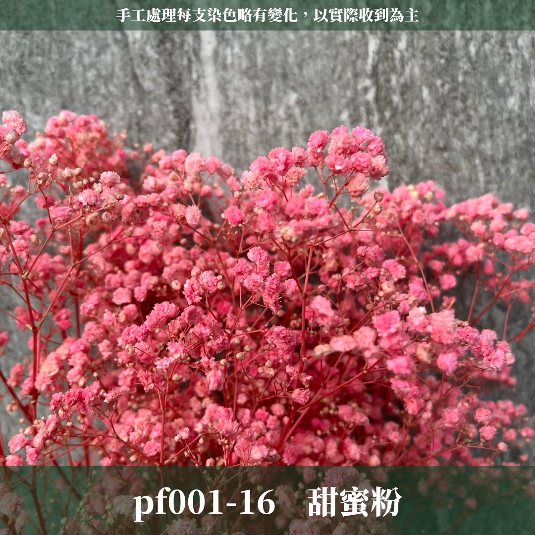 PF001 原裝滿天星｜A級永生滿天星工廠直供 拍攝婚禮佈置 韓式不凋滿天星 抖音款永生花 乾燥花 桌花花束 手作DIY