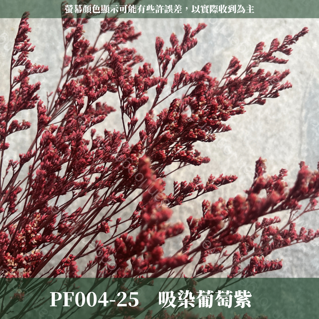 PF004S 卡斯比亞/情人草 10克 永生花 吸色/漂色 小份量