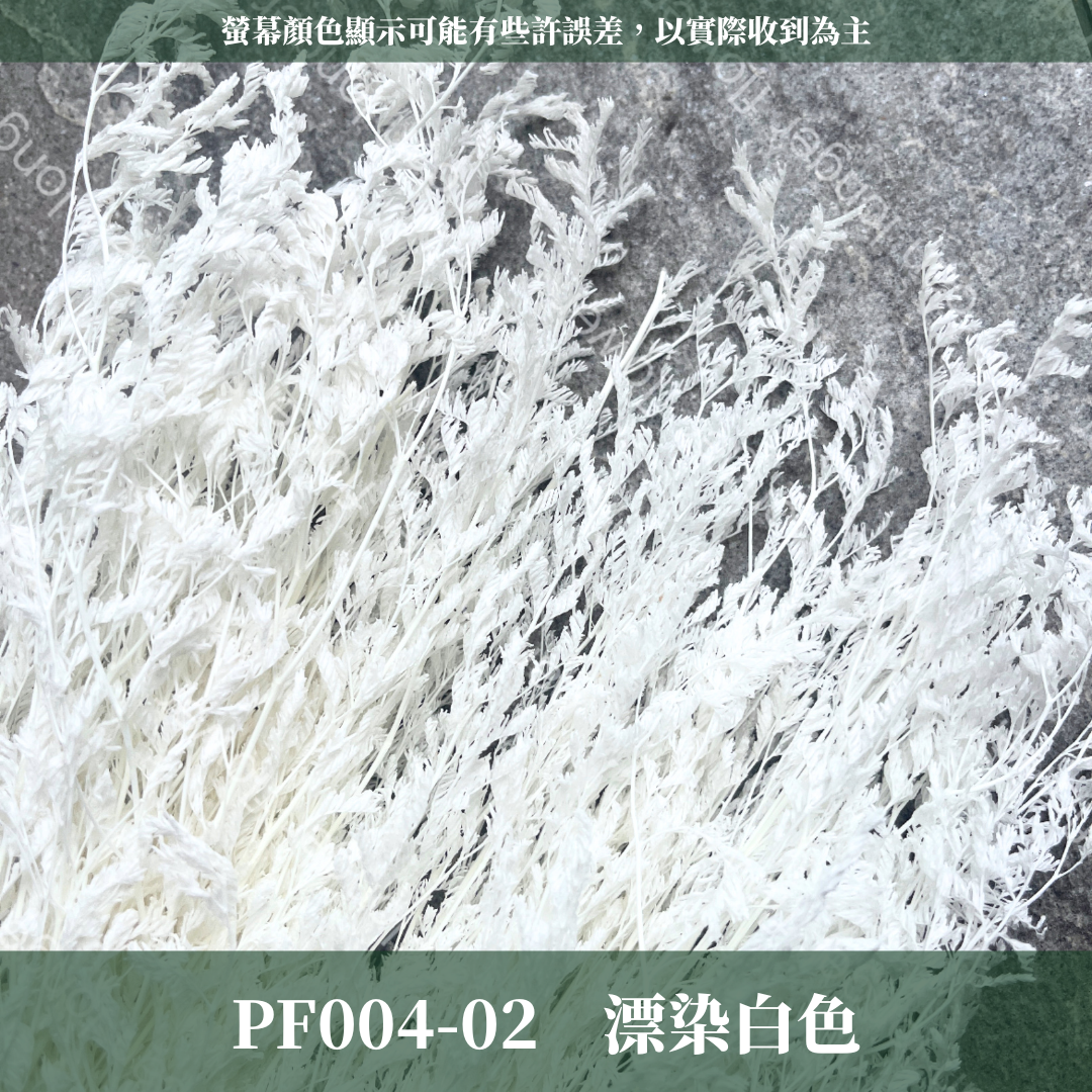PF004S 卡斯比亞/情人草 10克 永生花 吸色/漂色 小份量