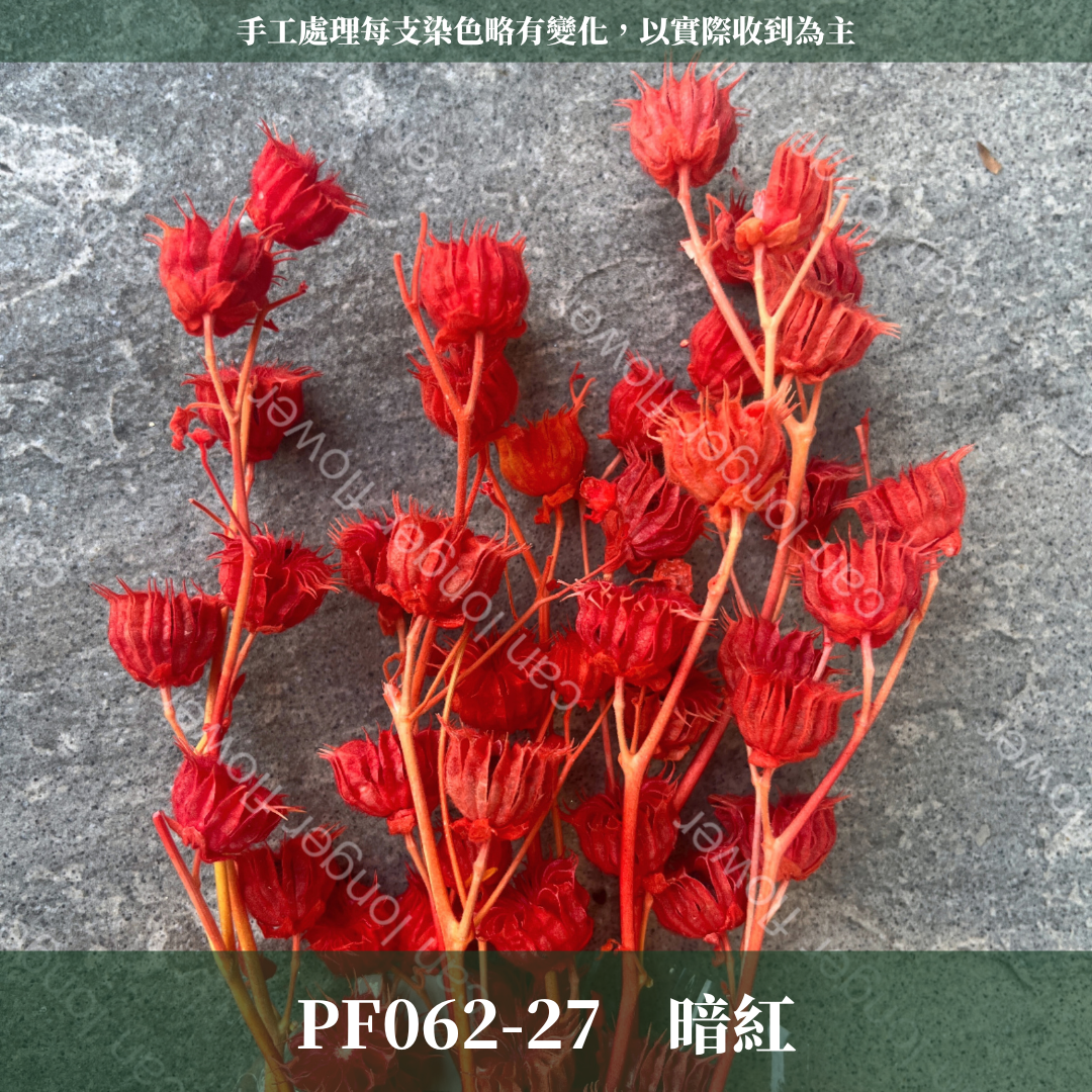 ✿ 台灣現貨 ✿  PA062 年輪果