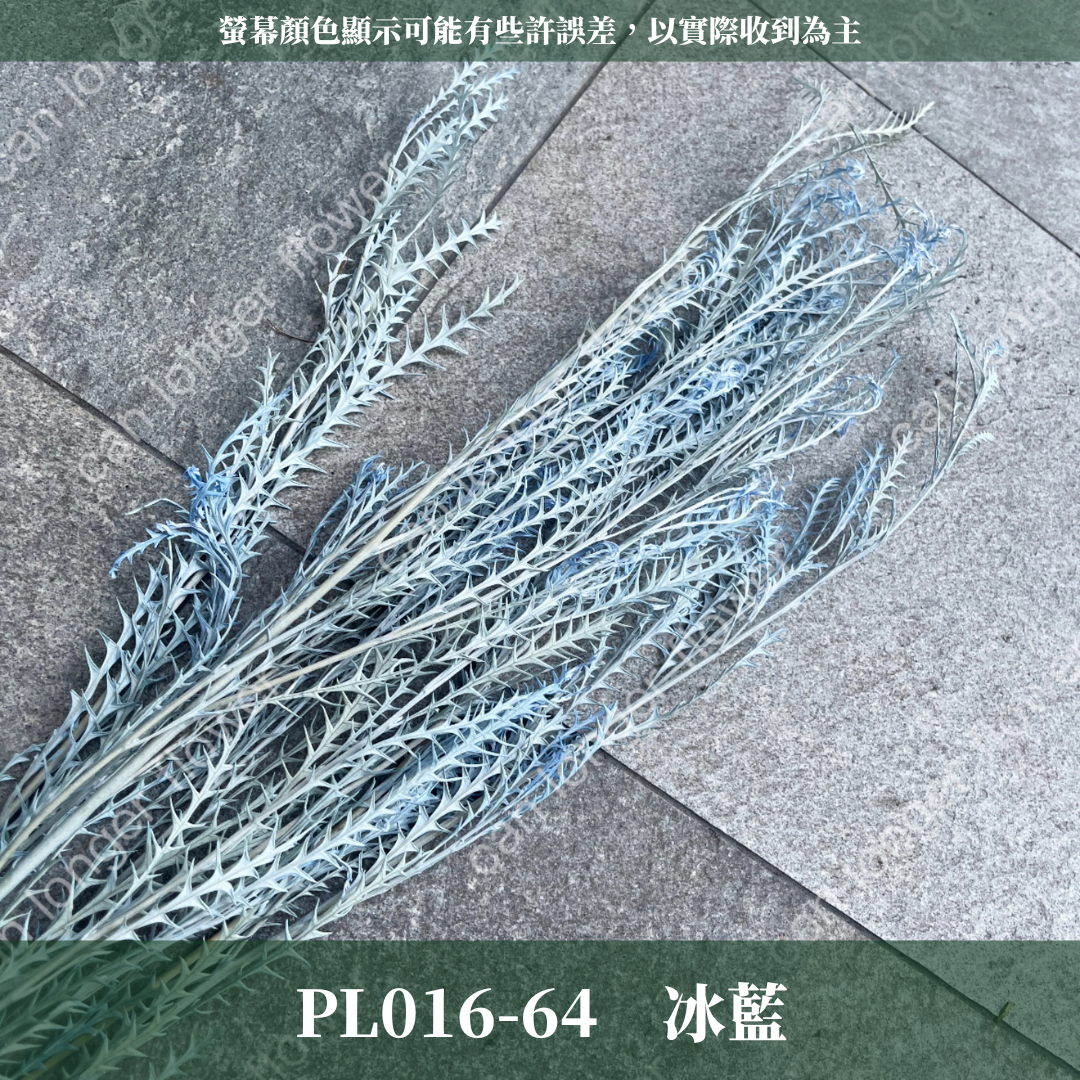PL016-S 劍齒葉 (10克) 小份量 台灣現貨