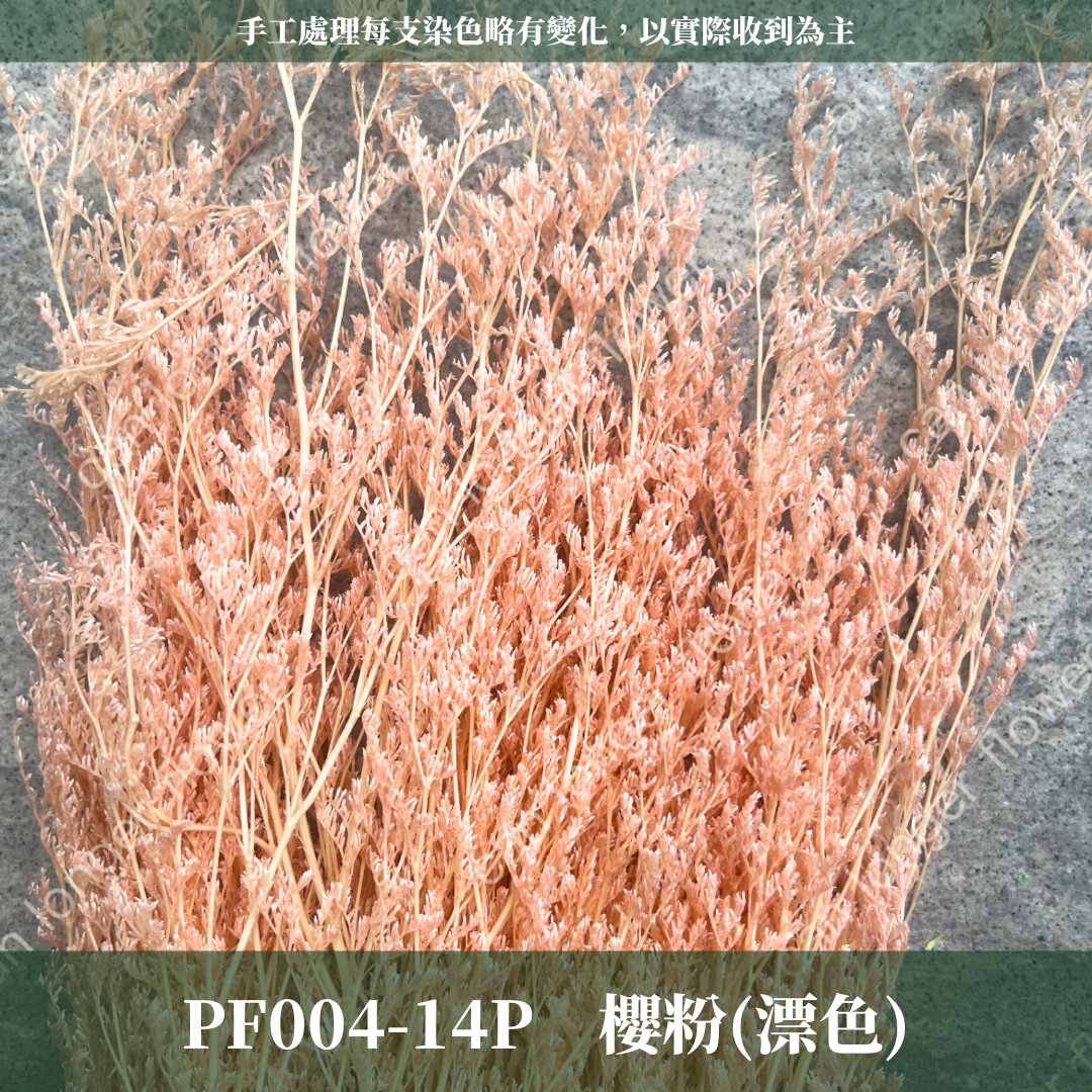 PF004 原裝卡斯比亞｜情人草