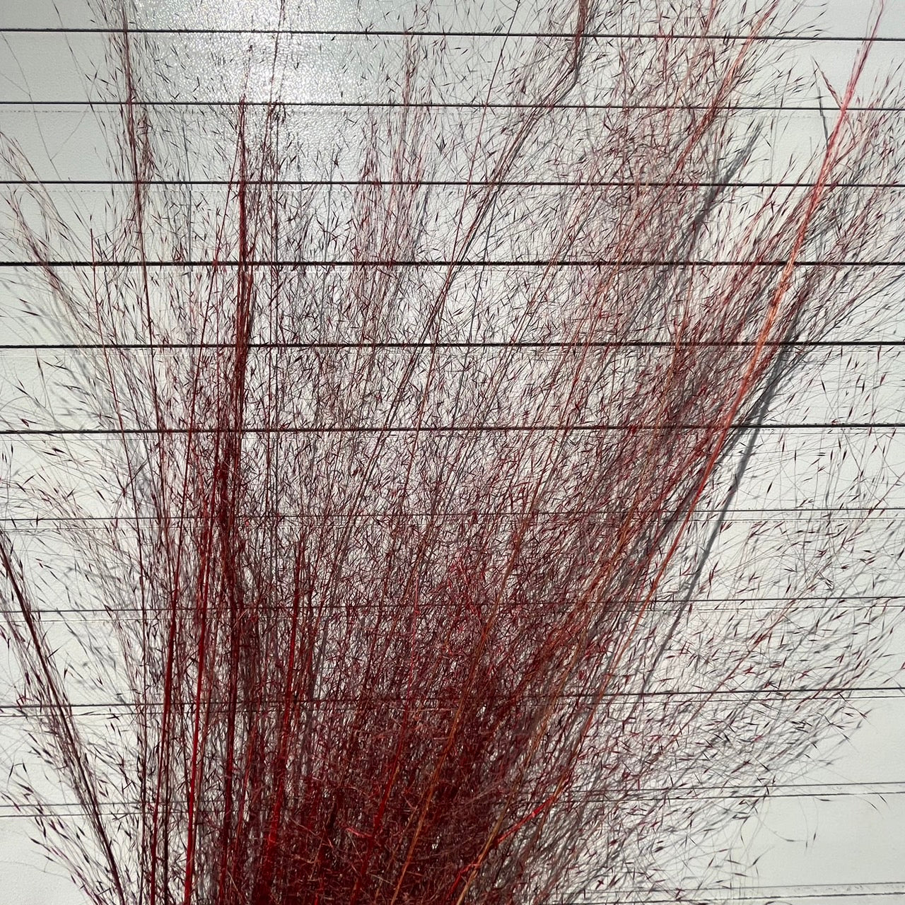 【台灣現貨】PL031-S 粉黛草 (5支) 粉黛 亂子草 芒草 永生花 小份 點綴花材 夢幻 DIY 材料包