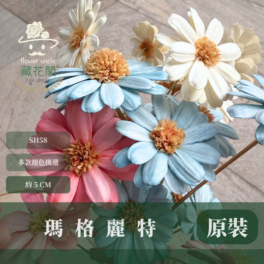 SH58 原裝瑪格麗特瓜子花｜花藝必買｜乾燥主花 蓬蒿菊 瑪格莉特 乾燥花材 乾燥花 小雛菊 手工花 不凋花 花束材料
