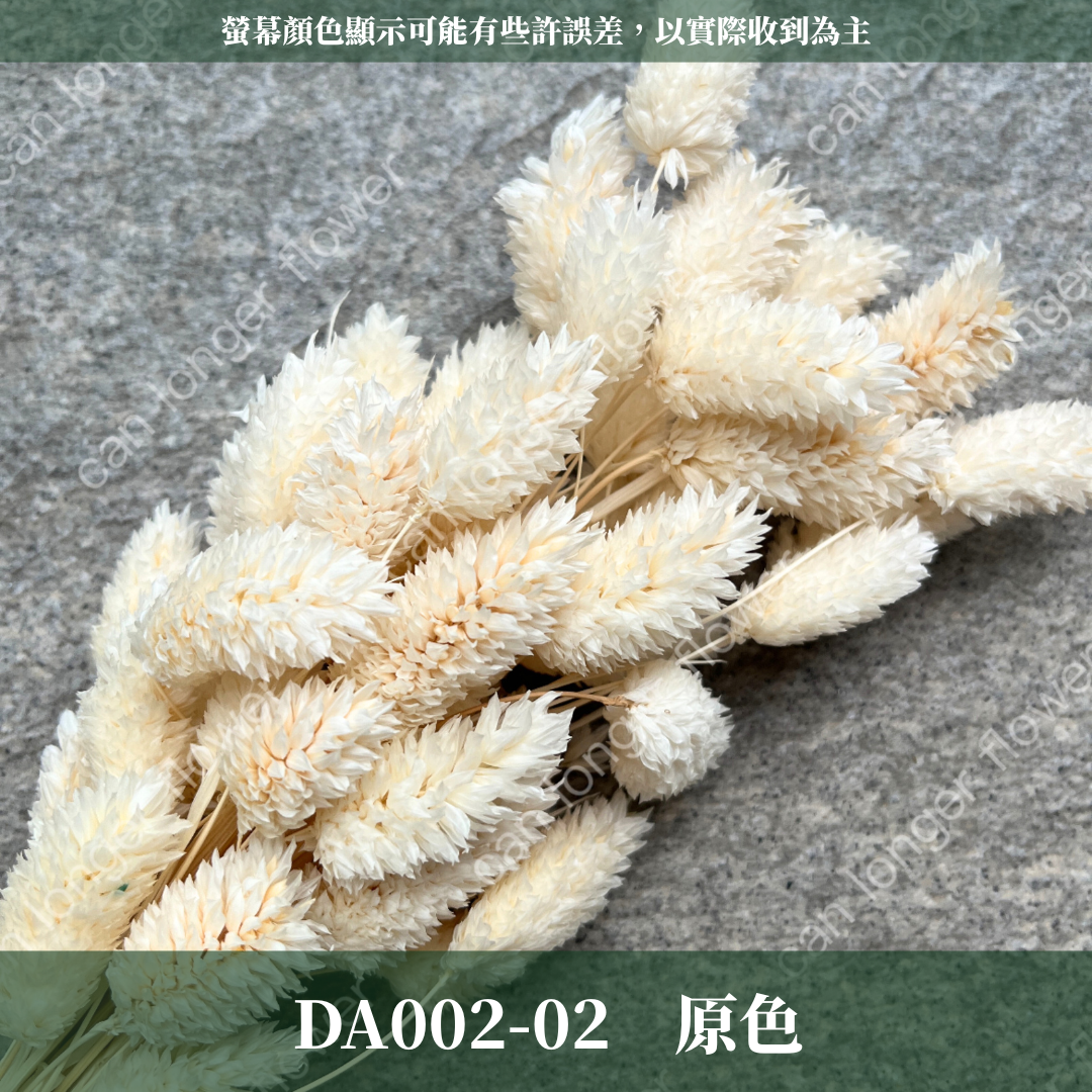 DA002 加那利 台灣現貨