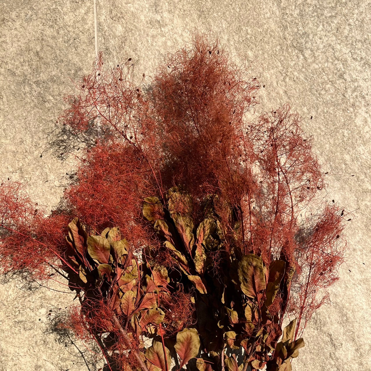 【台灣現貨】PA058S黃櫨 煙霧樹 夢幻草 黃櫨花 煙樹 霧花 霧中情人 永生 小份 拍攝道具 居家裝飾 室內擺設