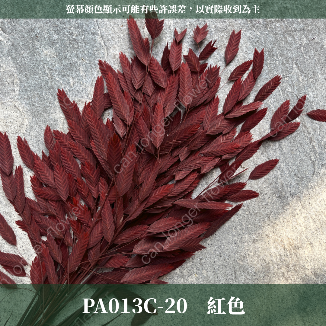 PA013 原裝小判草 小盼草 大凌風草 永生