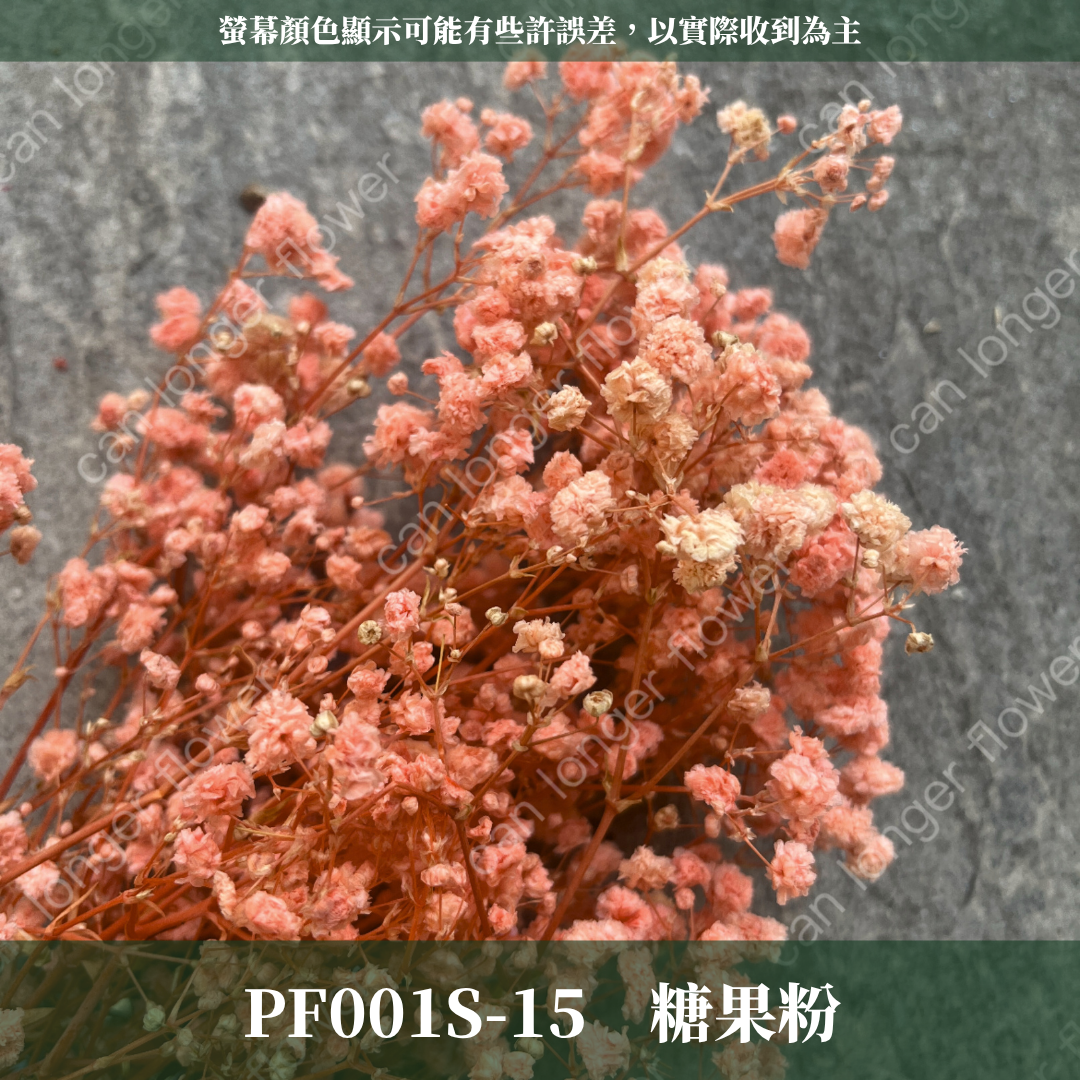 PF001S 滿天星 夢幻星 永生花 小份量