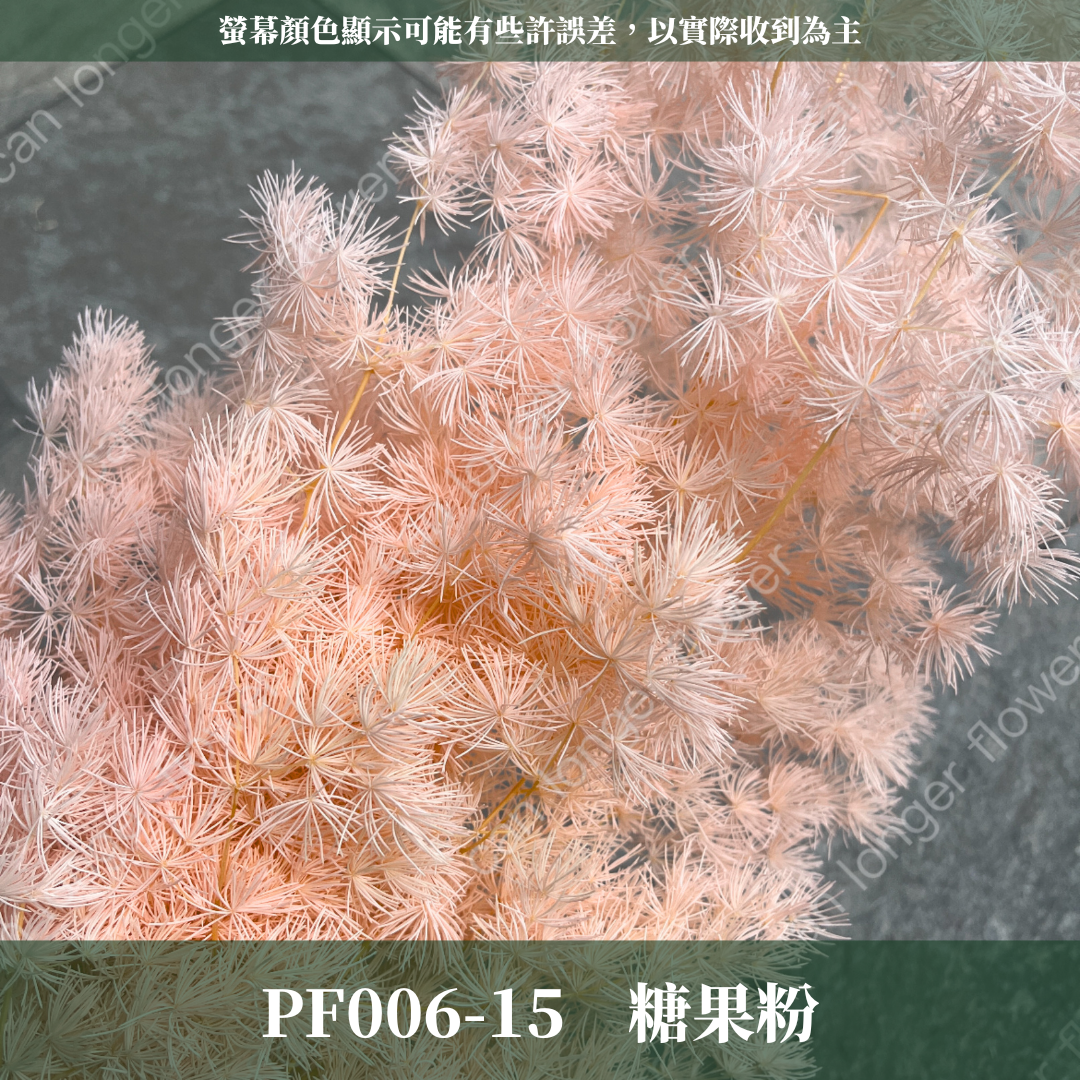 PF006 原裝蓬萊松｜ 永生蓬莱松 不凋蓬萊松 進口蓬萊松 萬壽松 A級永生蓬萊松 松樹 手作花材 花藝設計 台灣現貨 不凋花 永生花 聖誕鬆 聖誕花圈材料 聖誕樹材料 浮游花材料包 壽松 材料包