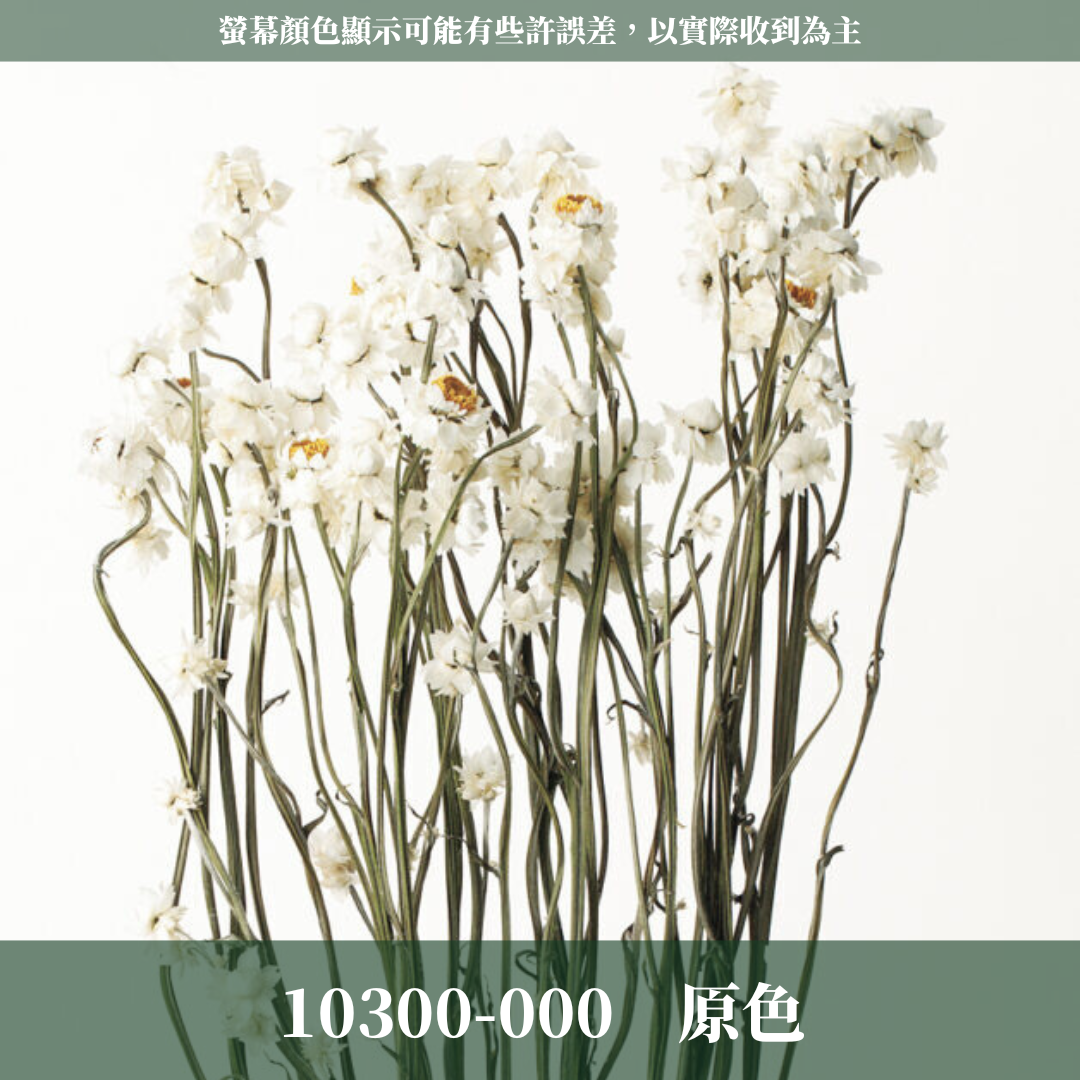 10300 漂色銀苞菊｜永生銀苞菊 乾燥銀苞菊 日本大地農園 日本銀苞菊 進口花材 日本乾燥花 日本花材 アンモビューム・ビューティー