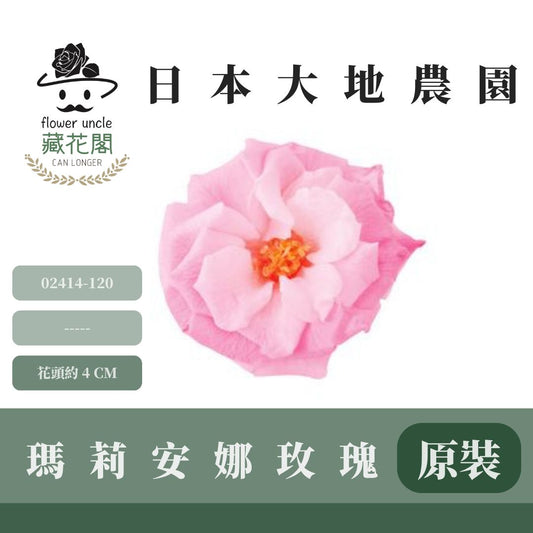 02414-120 盒裝瑪莉安娜玫瑰｜買12朵省775元｜約 4 cm｜不凋大玫瑰花頭 永生玫瑰 花束材料 捧花材料