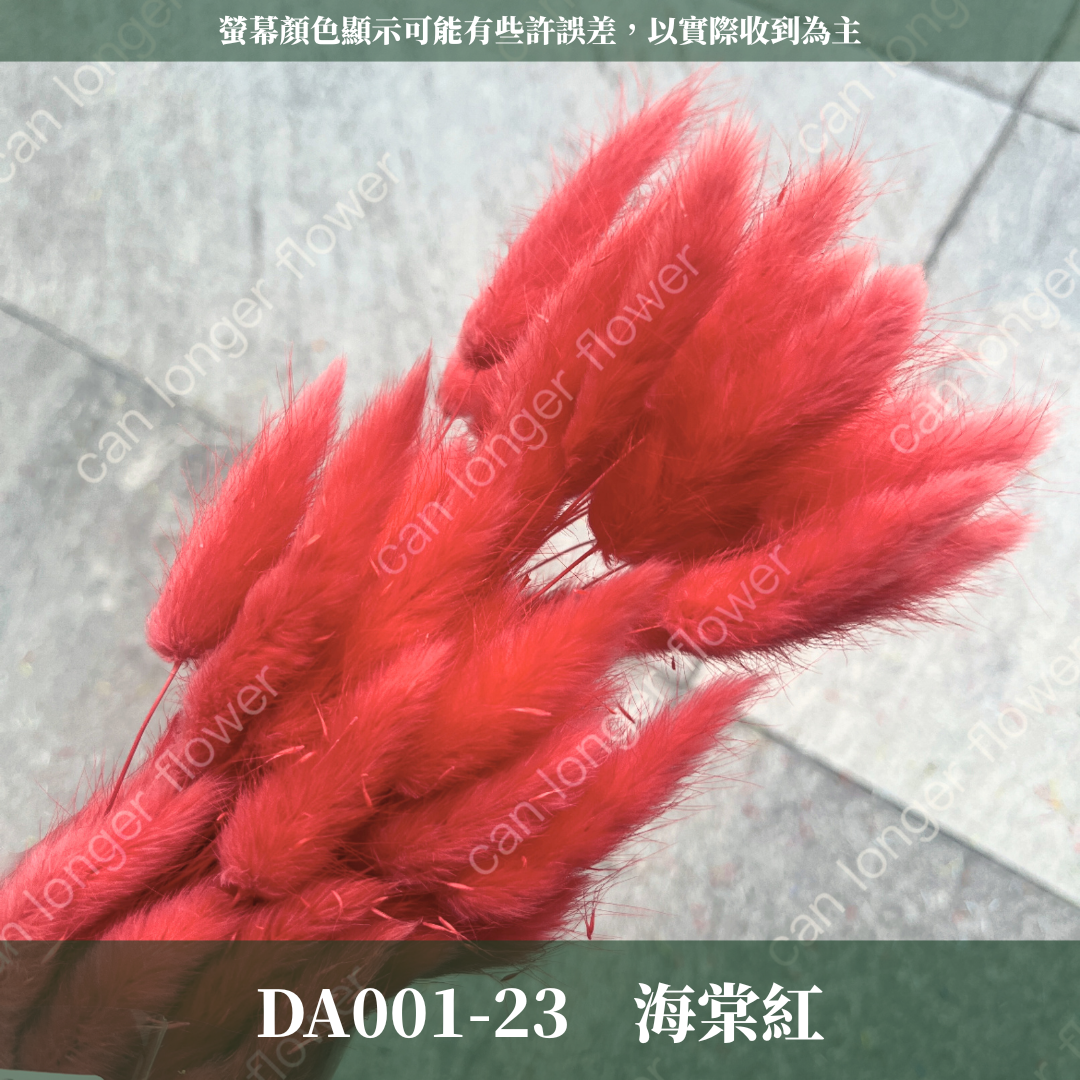 DA001 原裝兔尾草｜彩色兔尾草 乾燥永生花 花束花材 莫蘭迪色 插花DIY 拍照道具 乾燥兔尾草 乾燥花