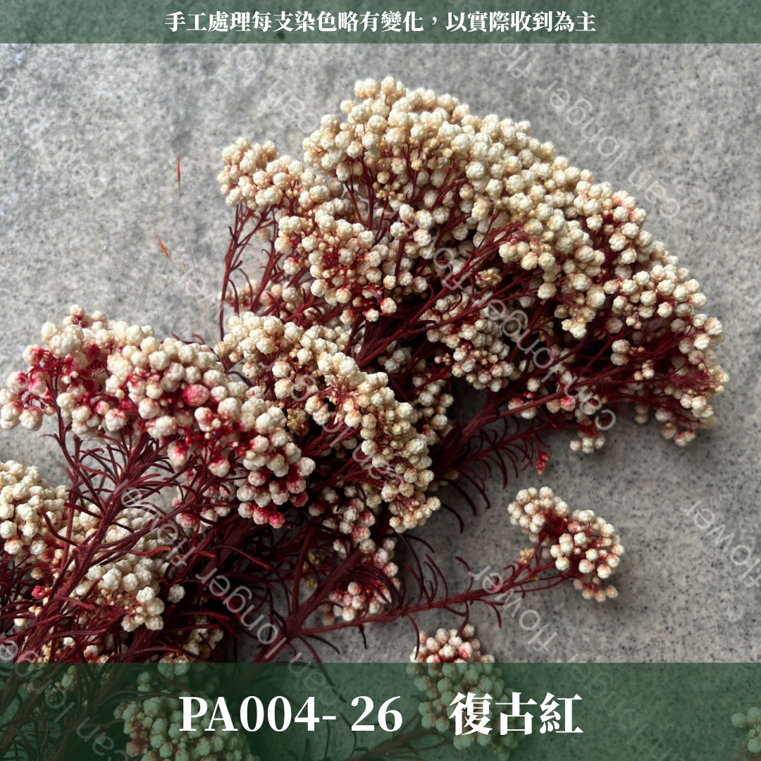 PA004 原裝米香｜永生水稻花 不凋小米花 花束配材 乾燥花 桌花 花盅 插花 花藝師 CP質教學材料 永生花居家佈置