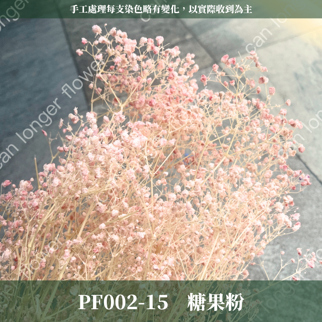 PF002 原裝夢幻星｜A級漂色滿天星 特級漂白滿天星 夢幻滿天星 永生花  乾燥花 拍照道具 店面佈置 DIY手作