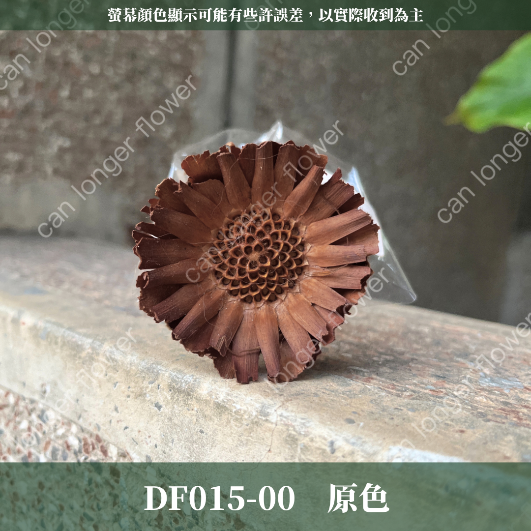 DF015 非洲太陽 非洲太陽菊 原裝