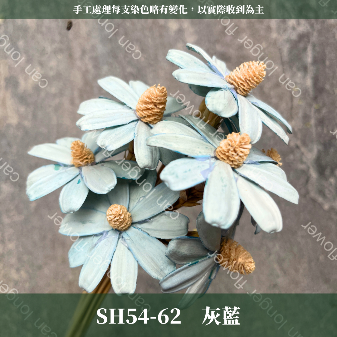 完售 SH54 小雛菊花頭 原裝 十支裝 台灣現貨