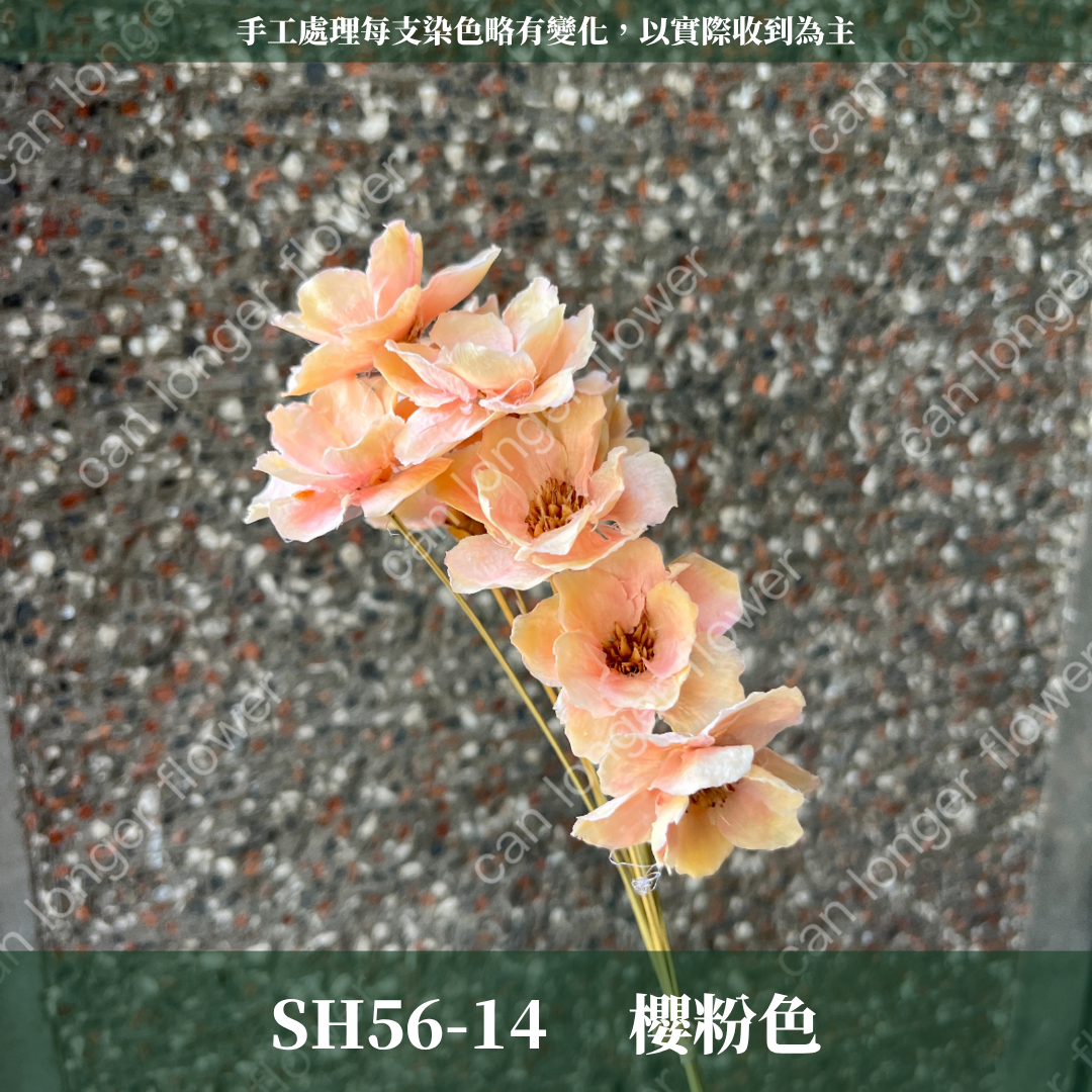 SH56 原裝手工銀連花｜9種顏色！A級乾燥花材料包 手工花主花 永生花 不凋花瓜子花花材 花束花材 花藝師必買
