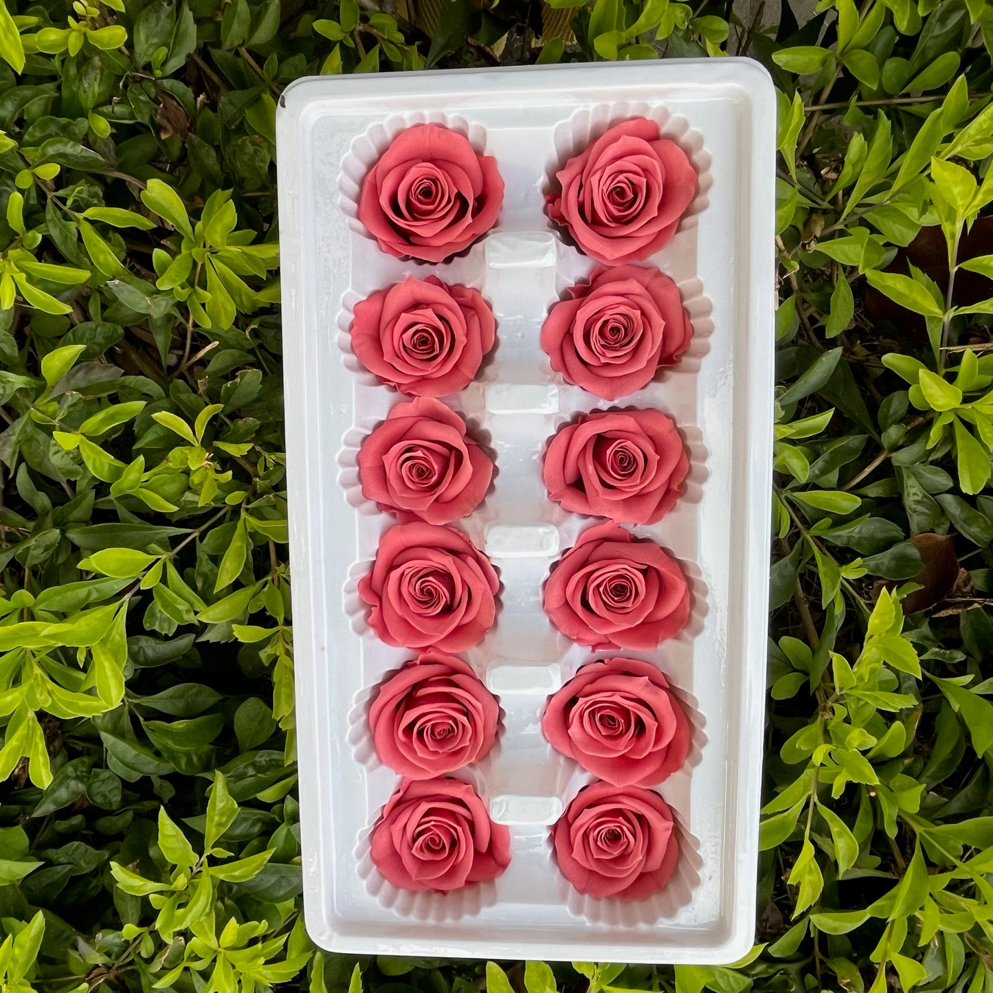 ✿ 台灣現貨 ✿R12 永生玫瑰 3~4cm玫瑰 Ａ級 12朵裝 永生花 不凋花