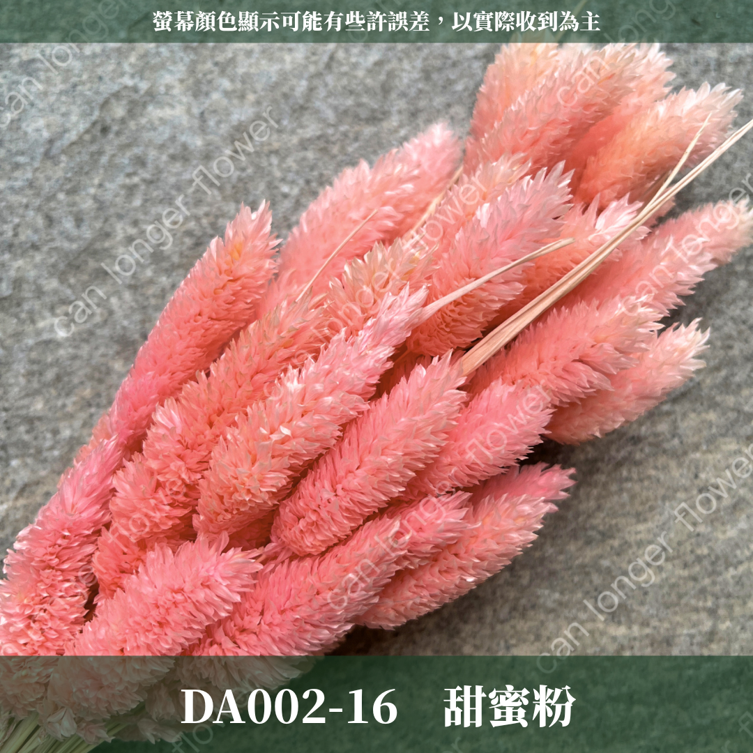 DA002 加那利 台灣現貨
