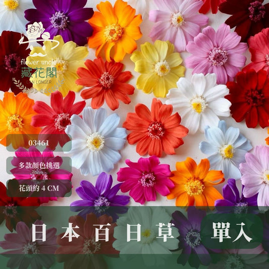 03461 日本大地農園小百日草｜單顆｜滿12朵享湊盒優惠｜百日草 百日菊 千日菊 不凋花 永生花 小雛菊 DIY花束