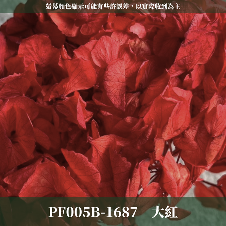 PF005B 大葉繡球 台灣現貨 繡球花 紫陽花 永生繡球 乾燥繡球