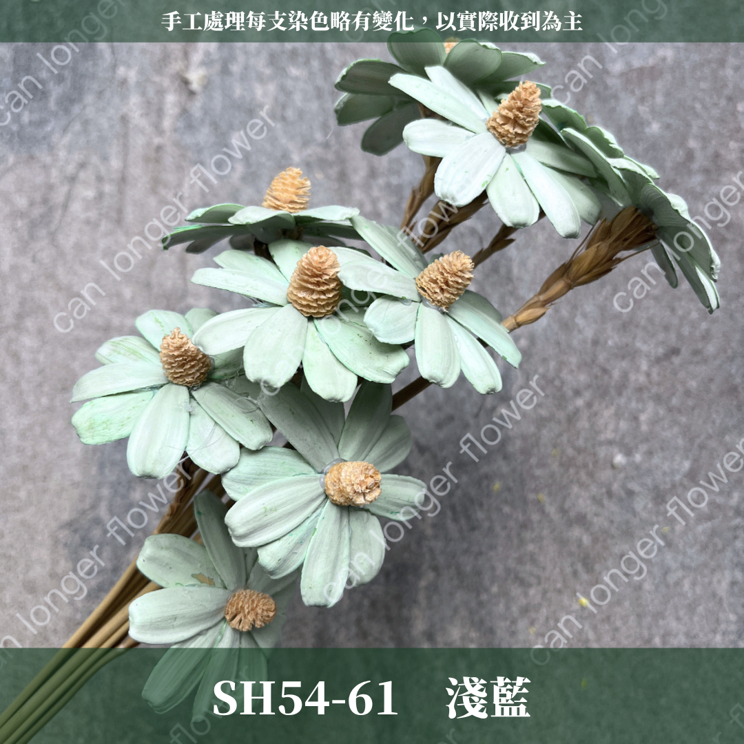 完售 SH54 小雛菊花頭 原裝 十支裝 台灣現貨