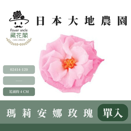 02414-120s 單朵瑪莉安娜玫瑰｜買盒裝省775元｜約 4 cm｜不凋大玫瑰花頭 永生玫瑰 花束材料 捧花材料