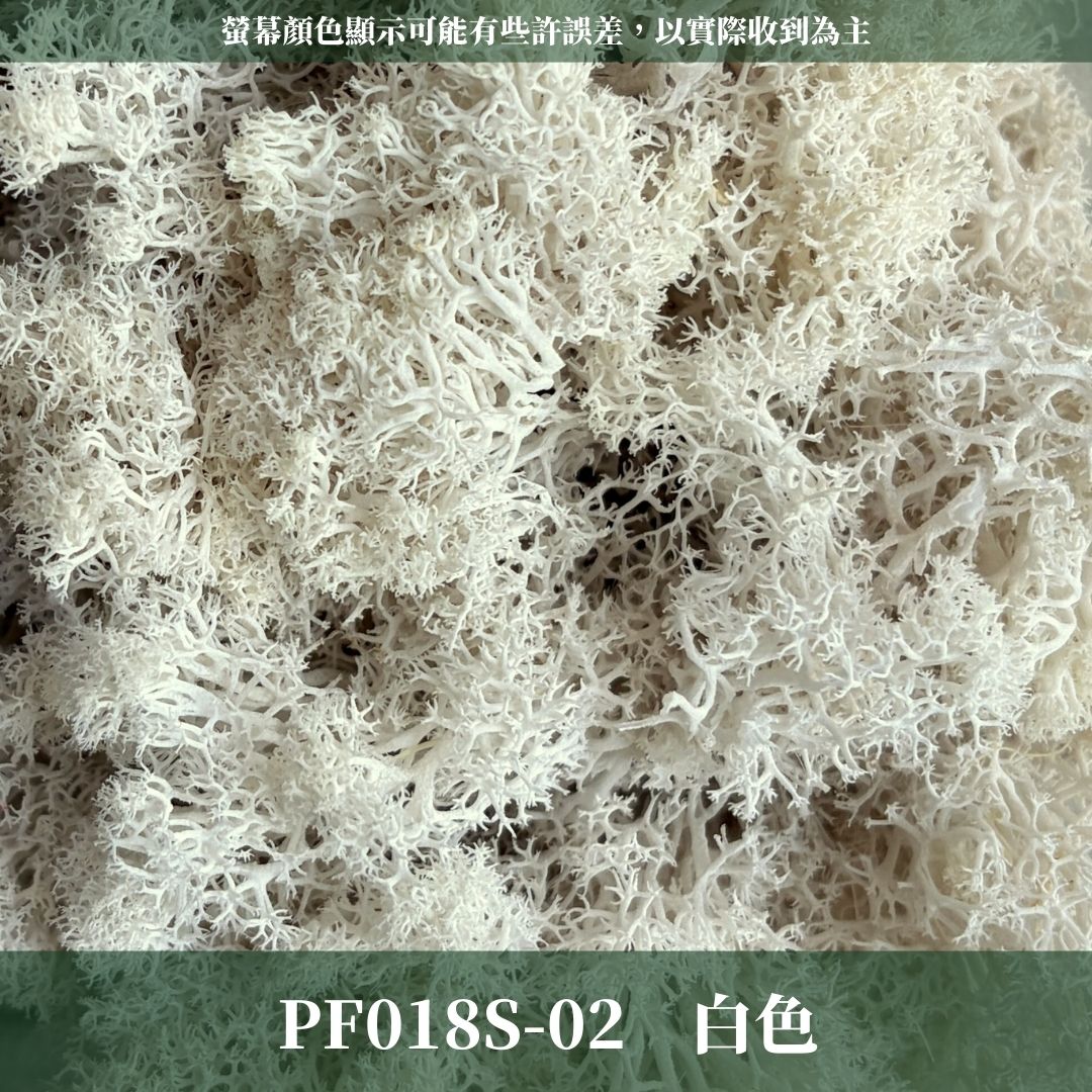 PF018S 永生馴鹿苔經濟包｜特級永生水草 微景觀水苔 苔蘚造景 乾燥花 不凋花 永生花藝材料 撲底用草 假草皮