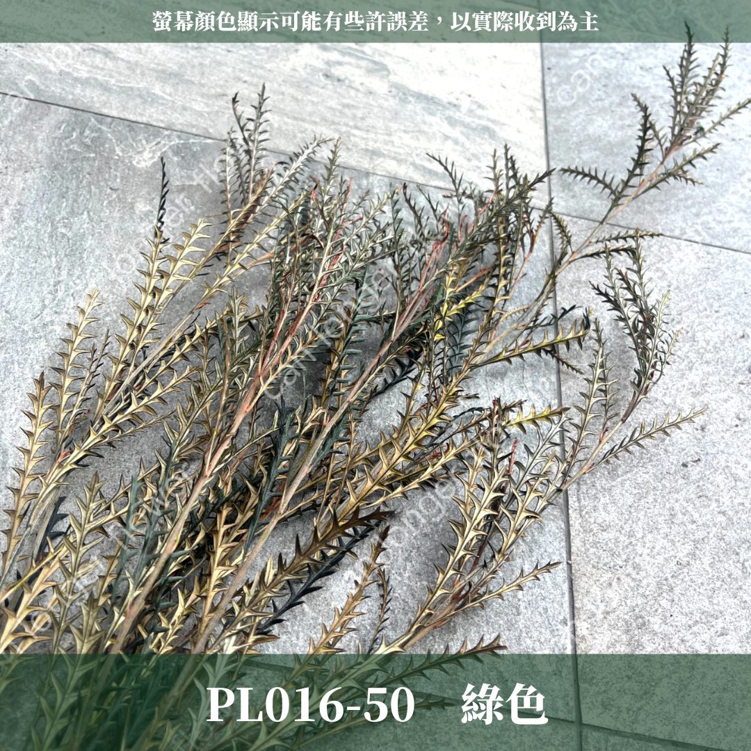 PL016-S 劍齒葉 (10克) 小份量 台灣現貨