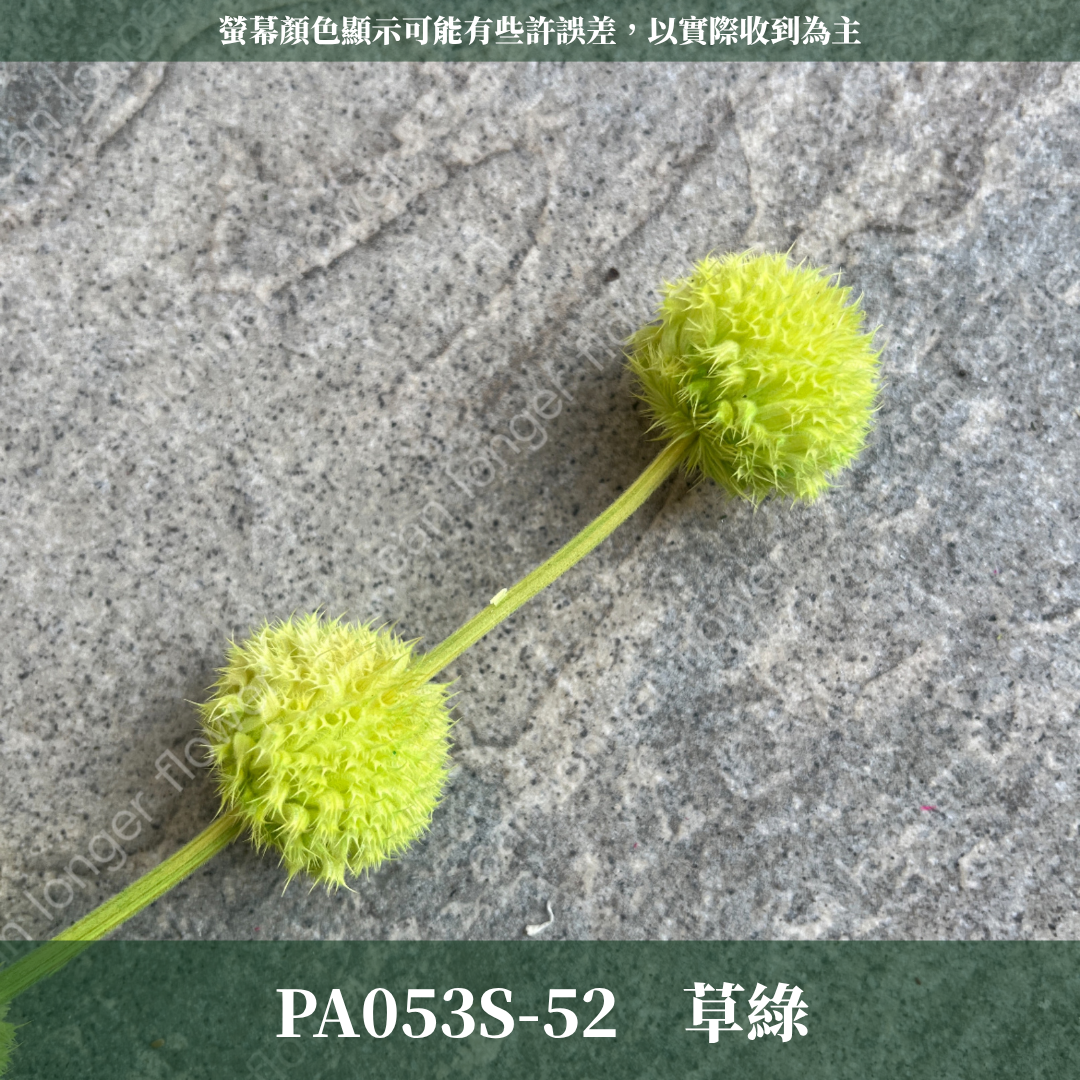 PA053S 棒棒糖 小份量（五頭）