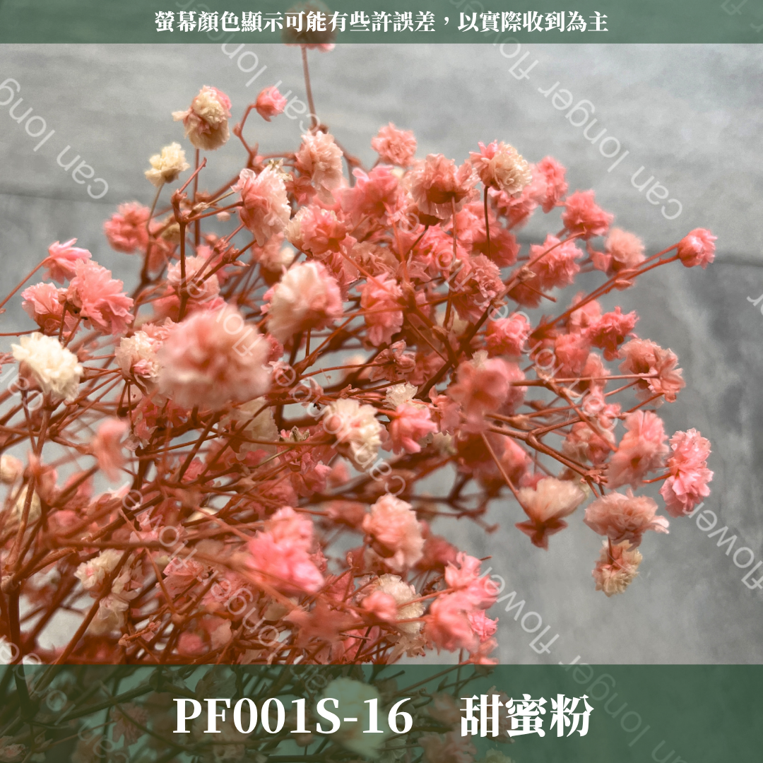 PF001S 滿天星 夢幻星 永生花 小份量