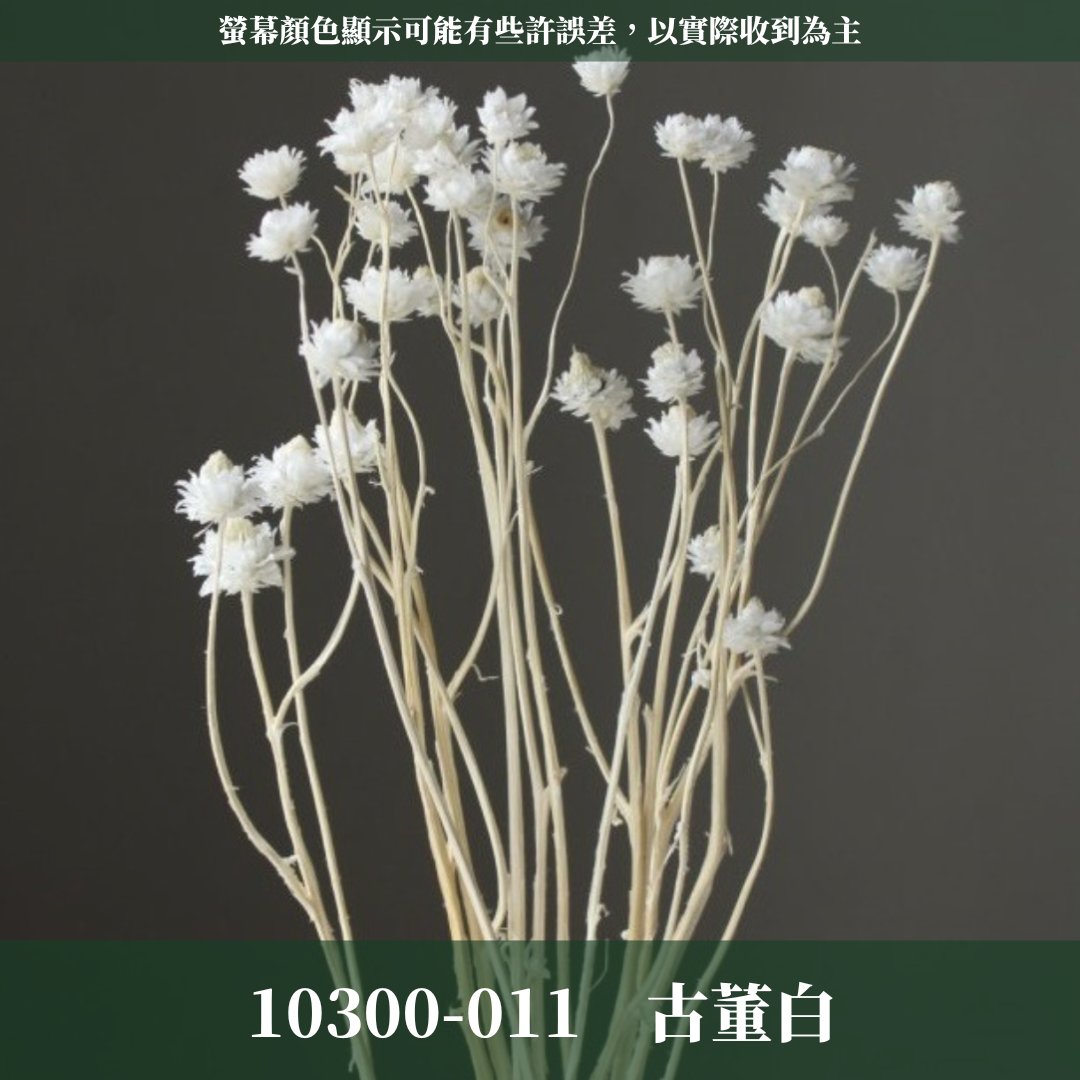 10300 漂色銀苞菊｜永生銀苞菊 乾燥銀苞菊 日本大地農園 日本銀苞菊 進口花材 日本乾燥花 日本花材 アンモビューム・ビューティー
