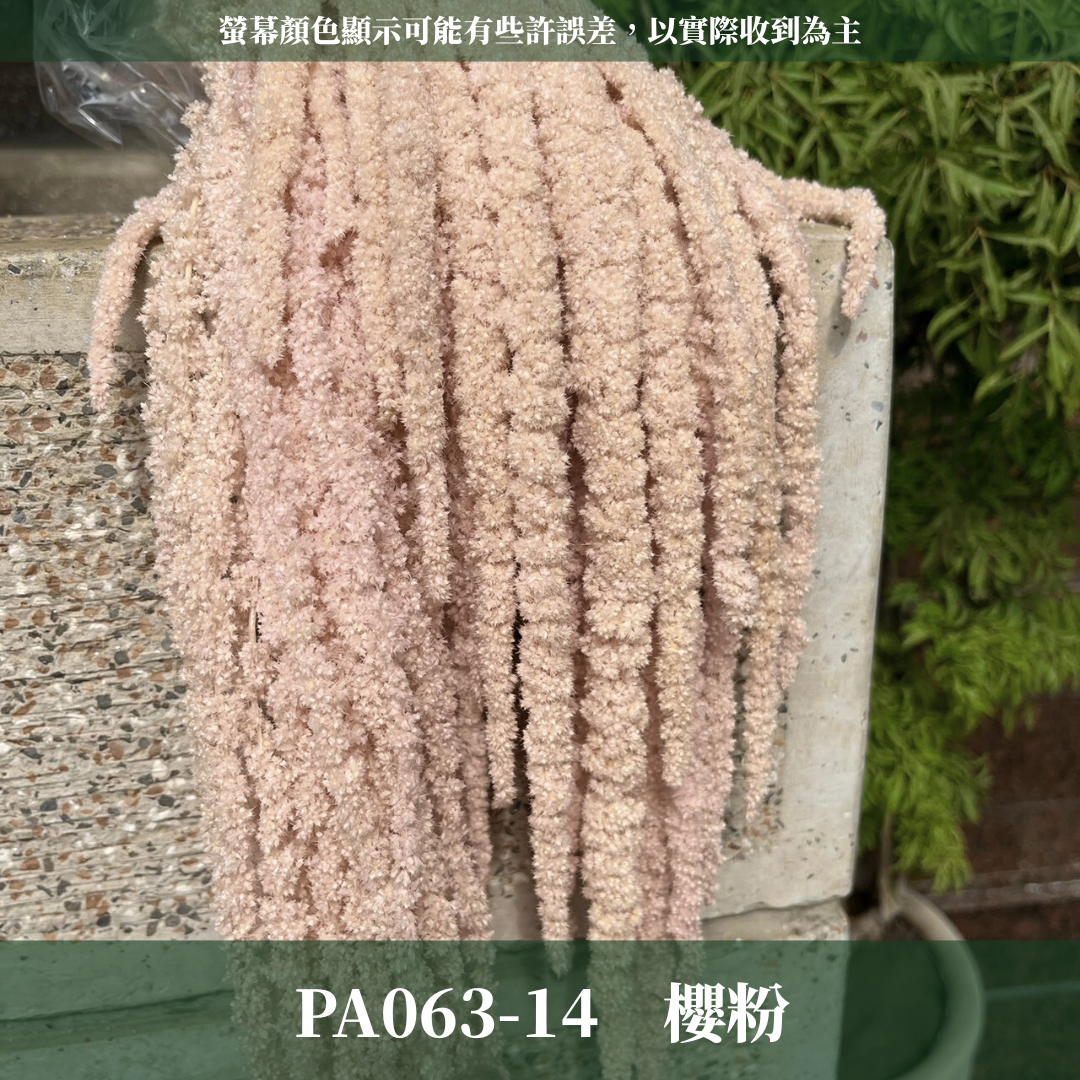 PA063 原裝柔麗絲 永生柔麗絲 永生花 永生花材 紅藜 彩虹米