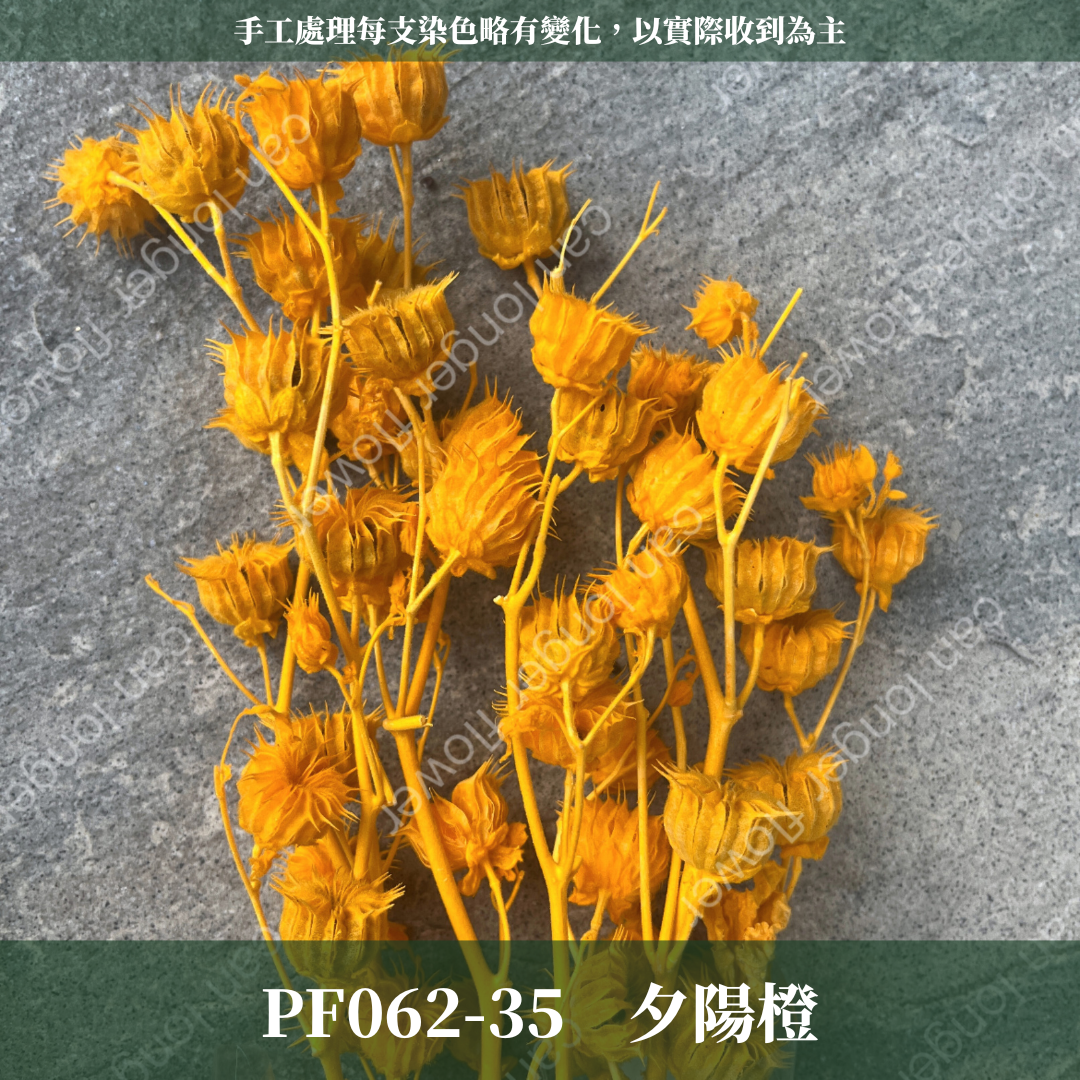 ✿ 台灣現貨 ✿  PA062 年輪果