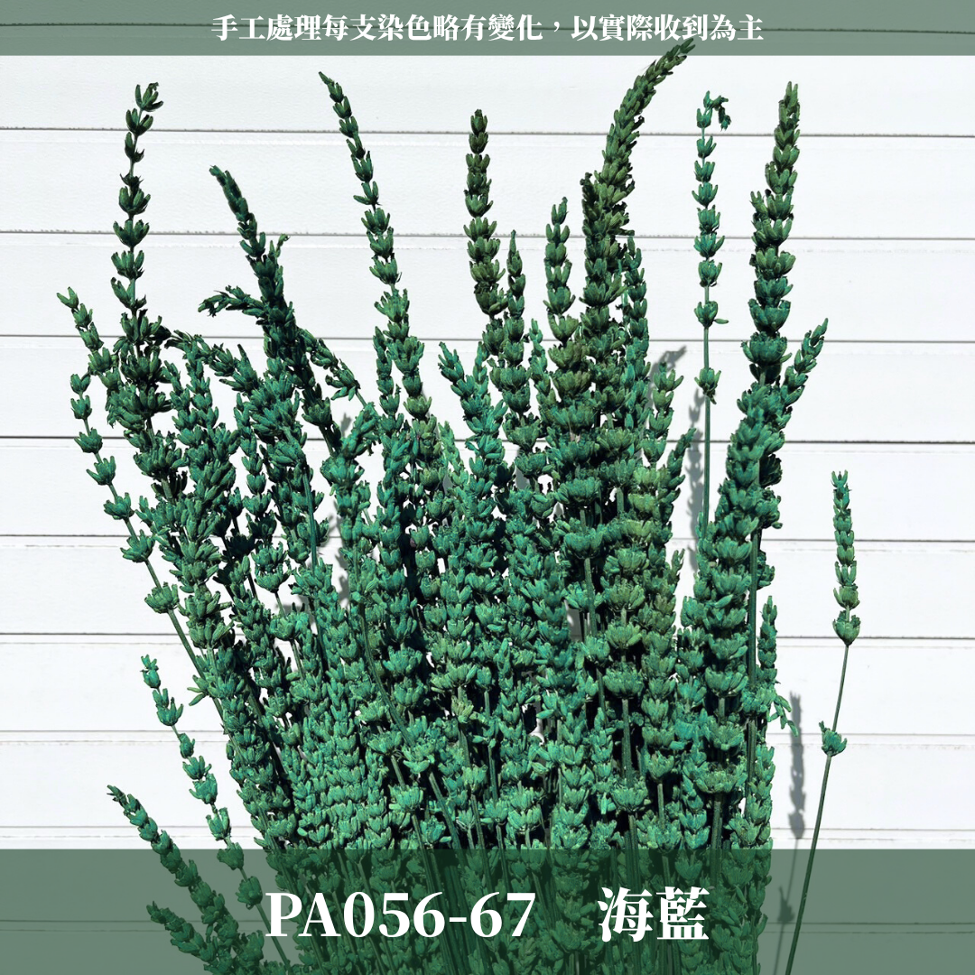 PA056 原裝薰衣草｜長梗永生薰衣草 染色薰衣草 有香味 香草植物 乾燥花 永生花 乾燥花花束 拍照道具背景 店內裝飾