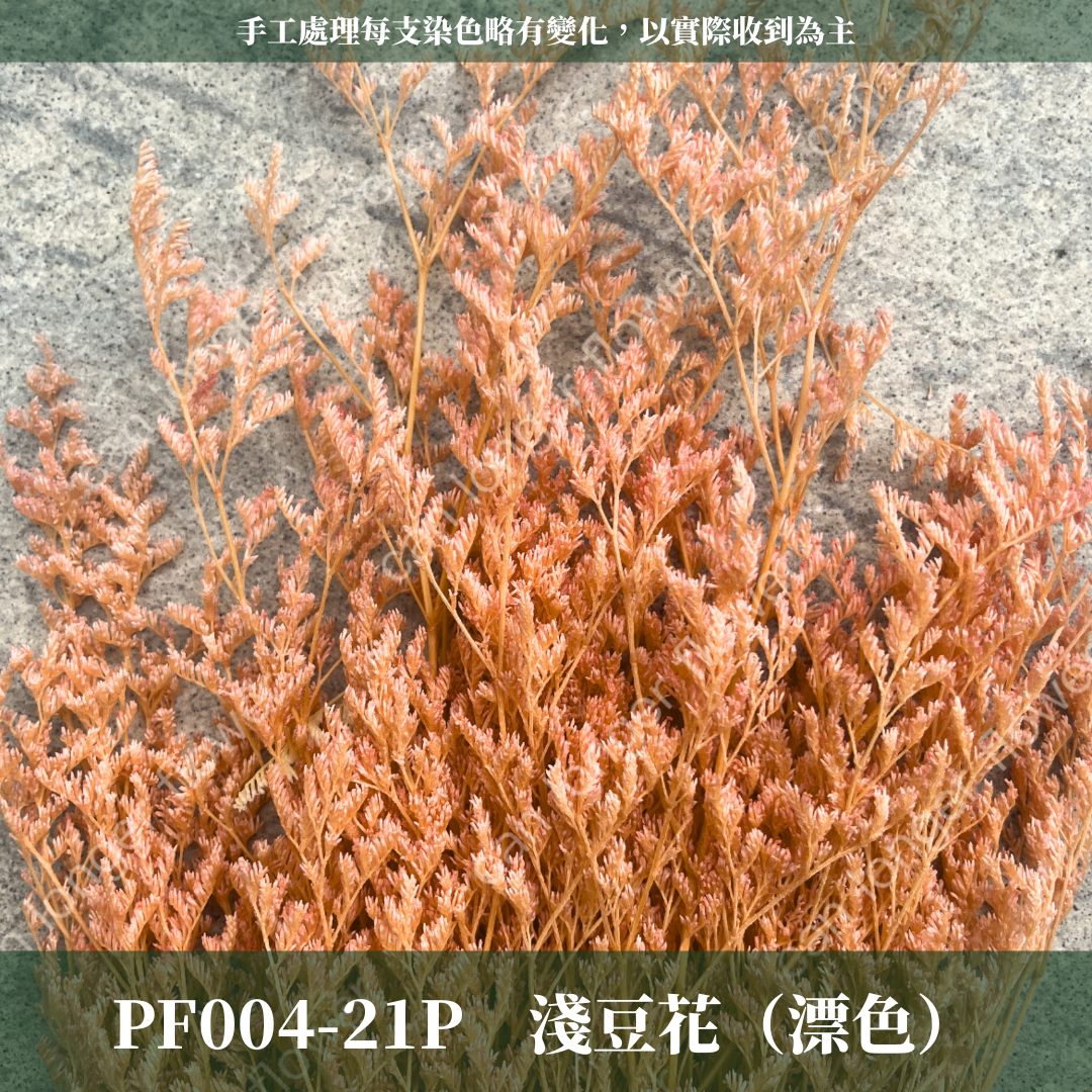 PF004 原裝卡斯比亞｜情人草