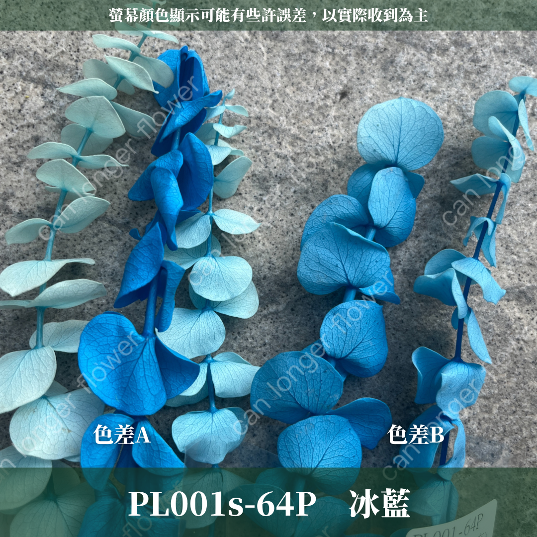 PL001S 寶貝尤加利經濟包｜不凋寶貝尤加利葉 小圓葉 永生花 染色尤加利 錢銅草 攝影道具 新娘捧花 乾燥花批發 捧花