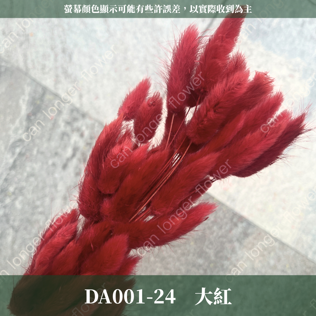 DA001 原裝兔尾草｜彩色兔尾草 乾燥永生花 花束花材 莫蘭迪色 插花DIY 拍照道具 乾燥兔尾草 乾燥花