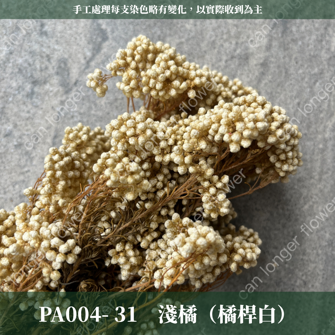 PA004 原裝米香｜永生水稻花 不凋小米花 花束配材 乾燥花 桌花 花盅 插花 花藝師 CP質教學材料 永生花居家佈置
