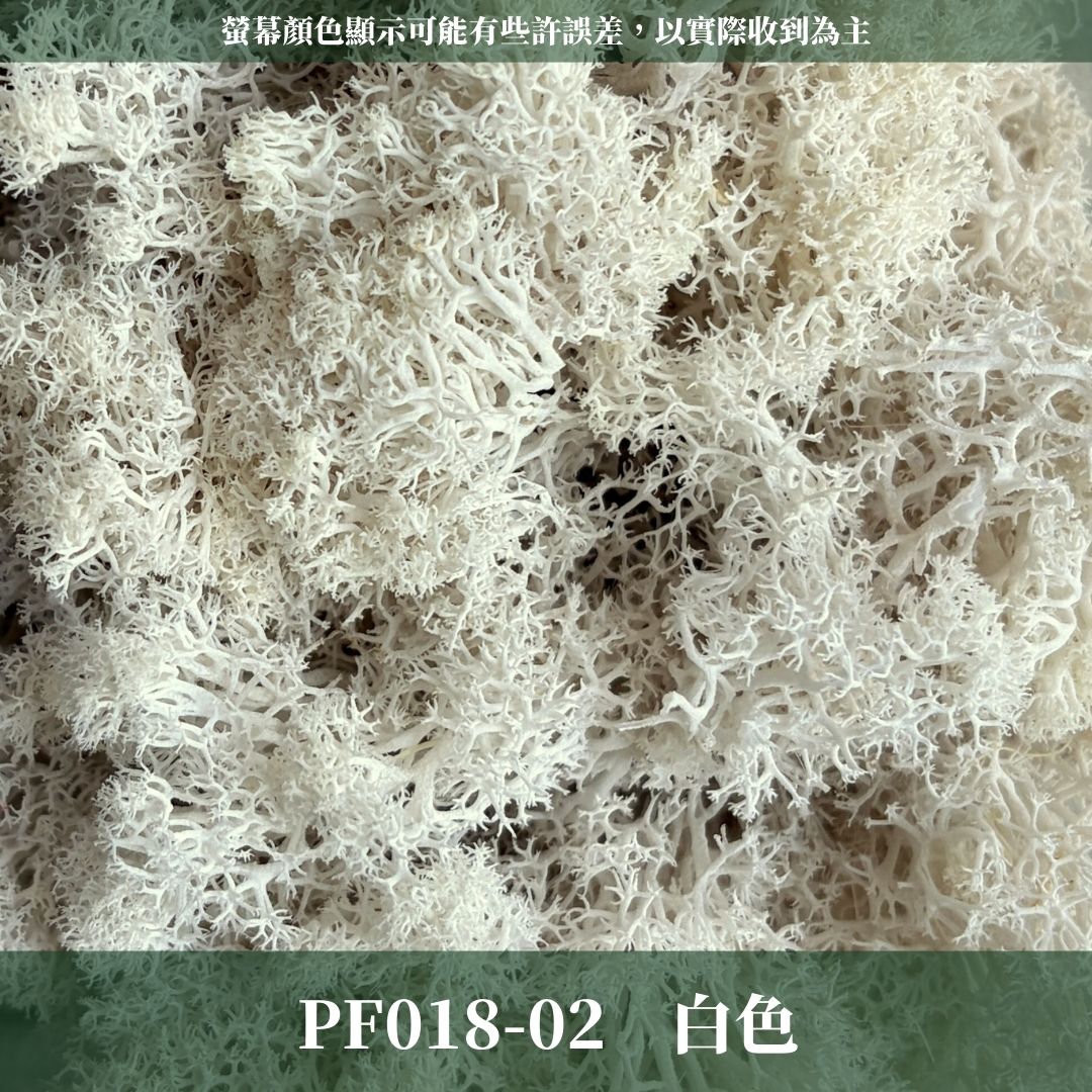 PF018 原裝永生馴鹿苔｜特級永生水草 微景觀水苔 苔蘚造景 乾燥花 不凋花 永生花藝材料 撲底用草 假草皮 moss