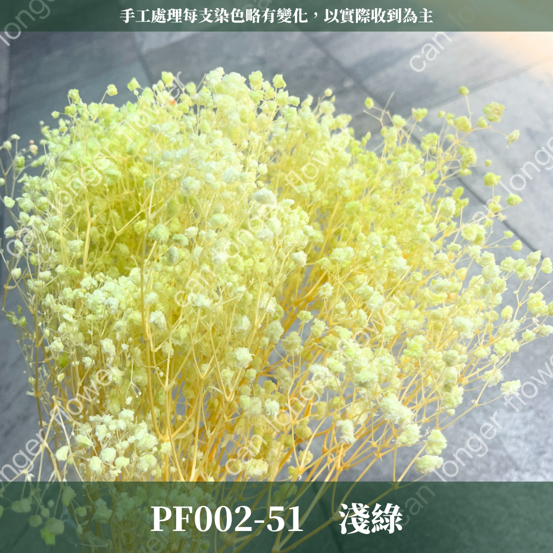 PF002 原裝夢幻星｜A級漂色滿天星 特級漂白滿天星 夢幻滿天星 永生花  乾燥花 拍照道具 店面佈置 DIY手作