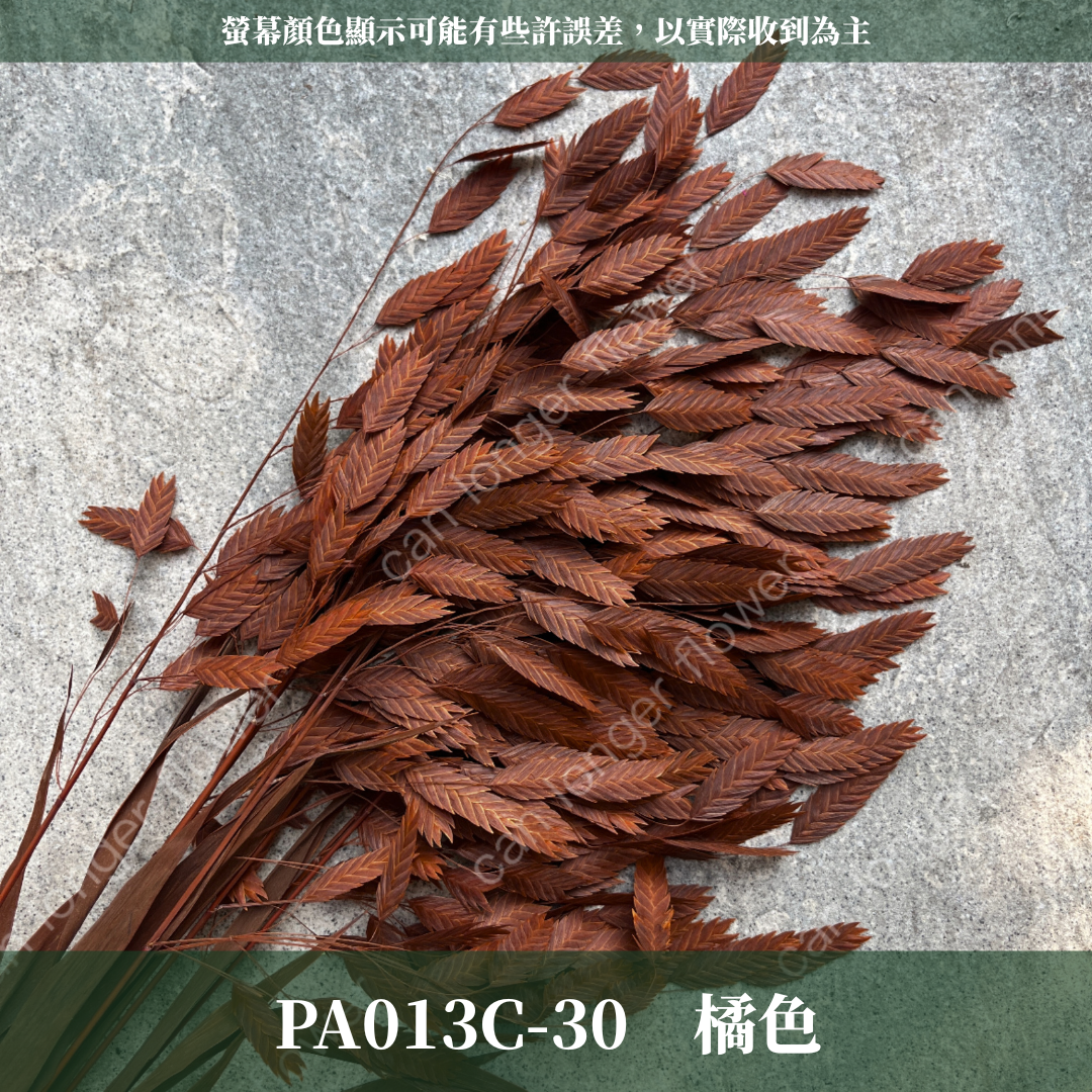 PA013 原裝小判草 小盼草 大凌風草 永生