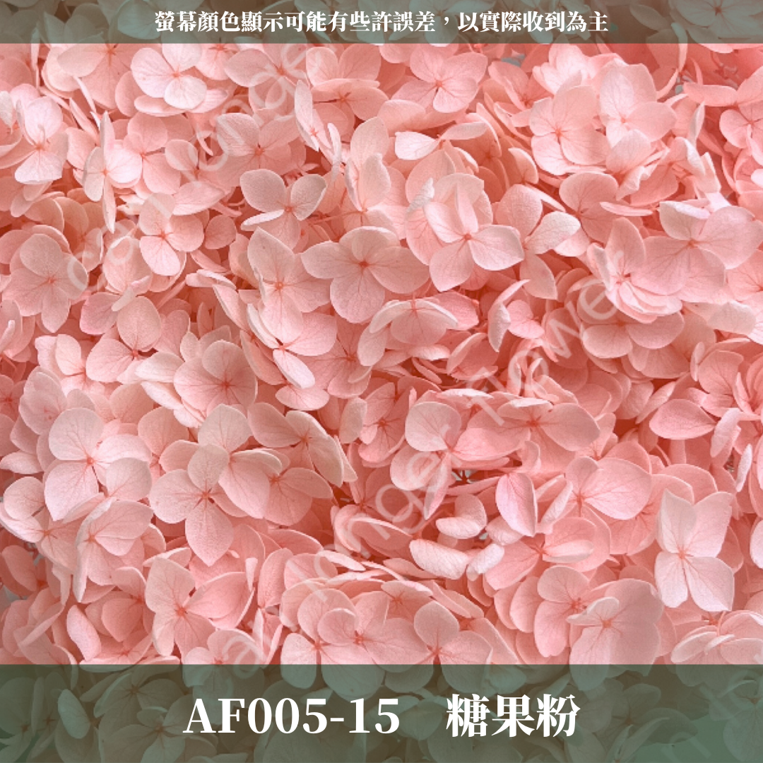 PF005 安娜繡球單支｜ A級 大份量 帶梗紫陽花 永生花 不凋花 乾燥花 DIY花材 拍攝道具 漸變花藝繡球 浮游花