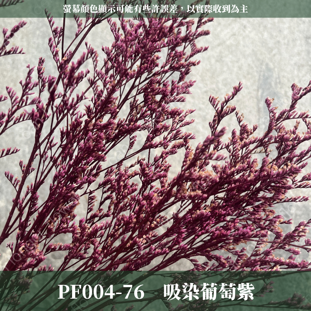 PF004S 卡斯比亞/情人草 10克 永生花 吸色/漂色 小份量