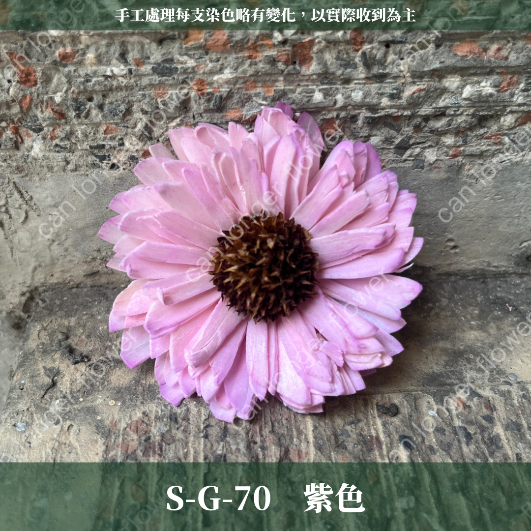 S-G 索拉花｜6CM 通草花 擴香花